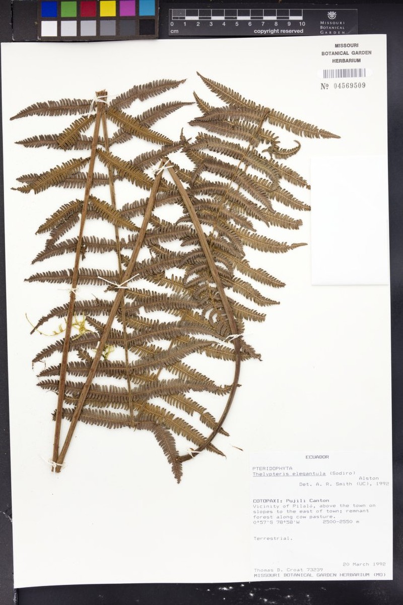 Thelypteris elegantula photo 2