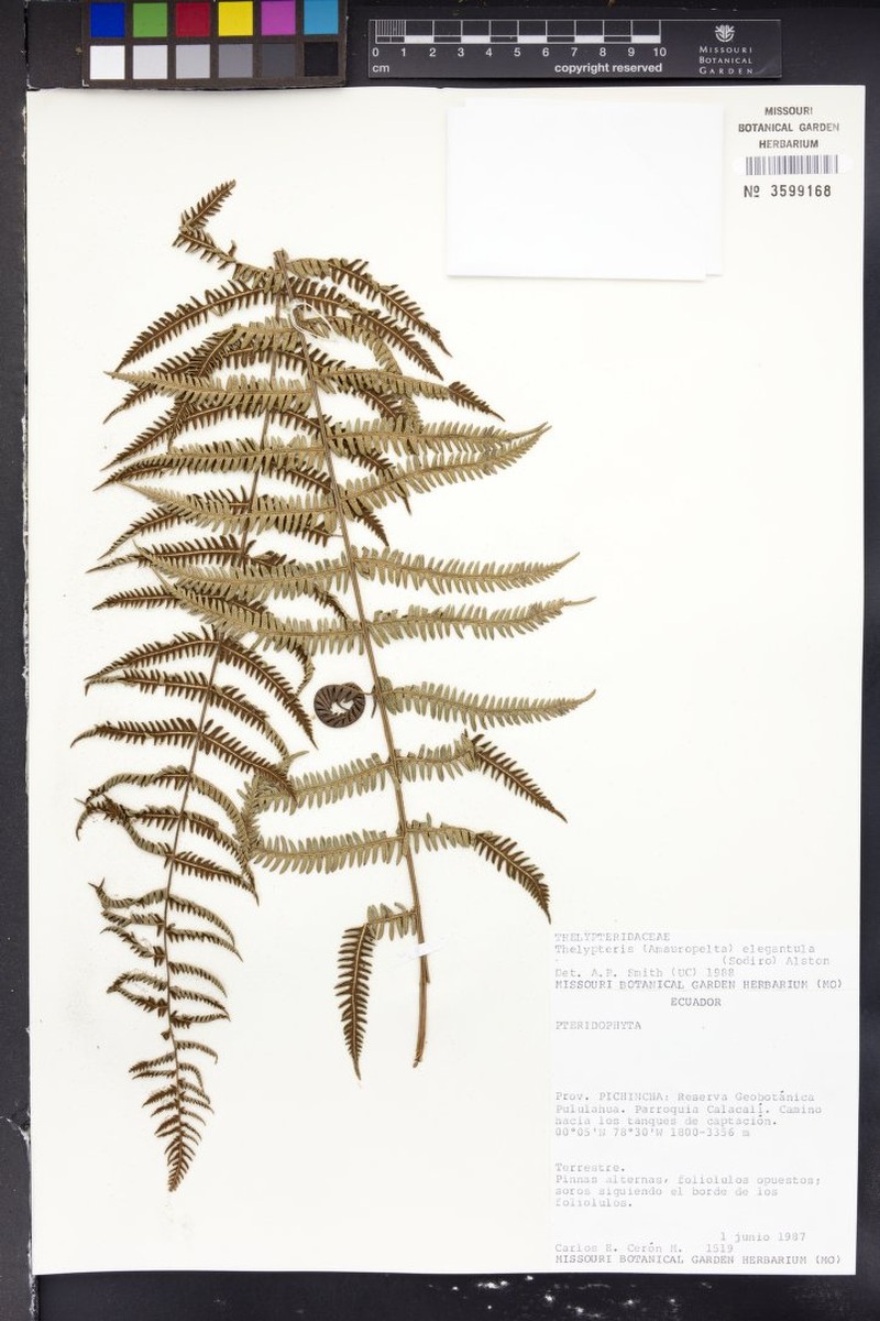 Thelypteris elegantula photo 3