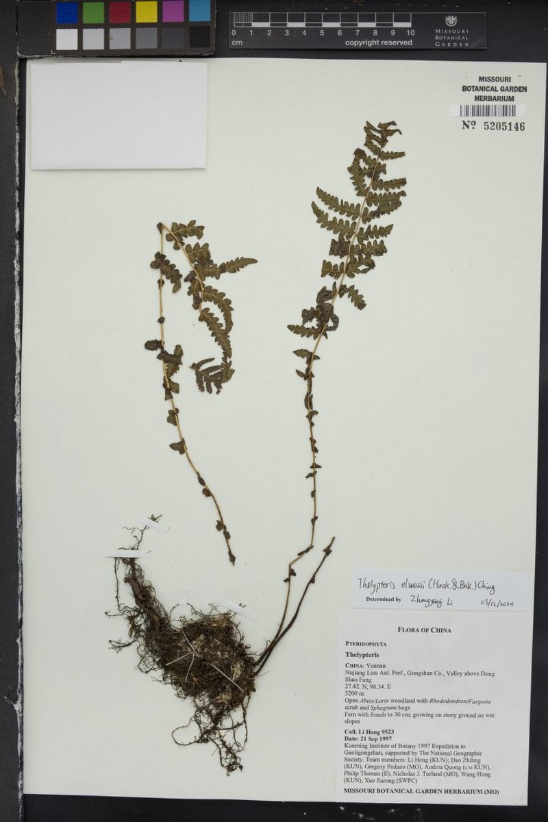 Thelypteris elwesii