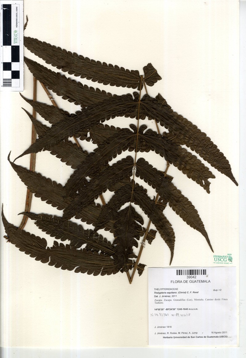 Thelypteris equitans