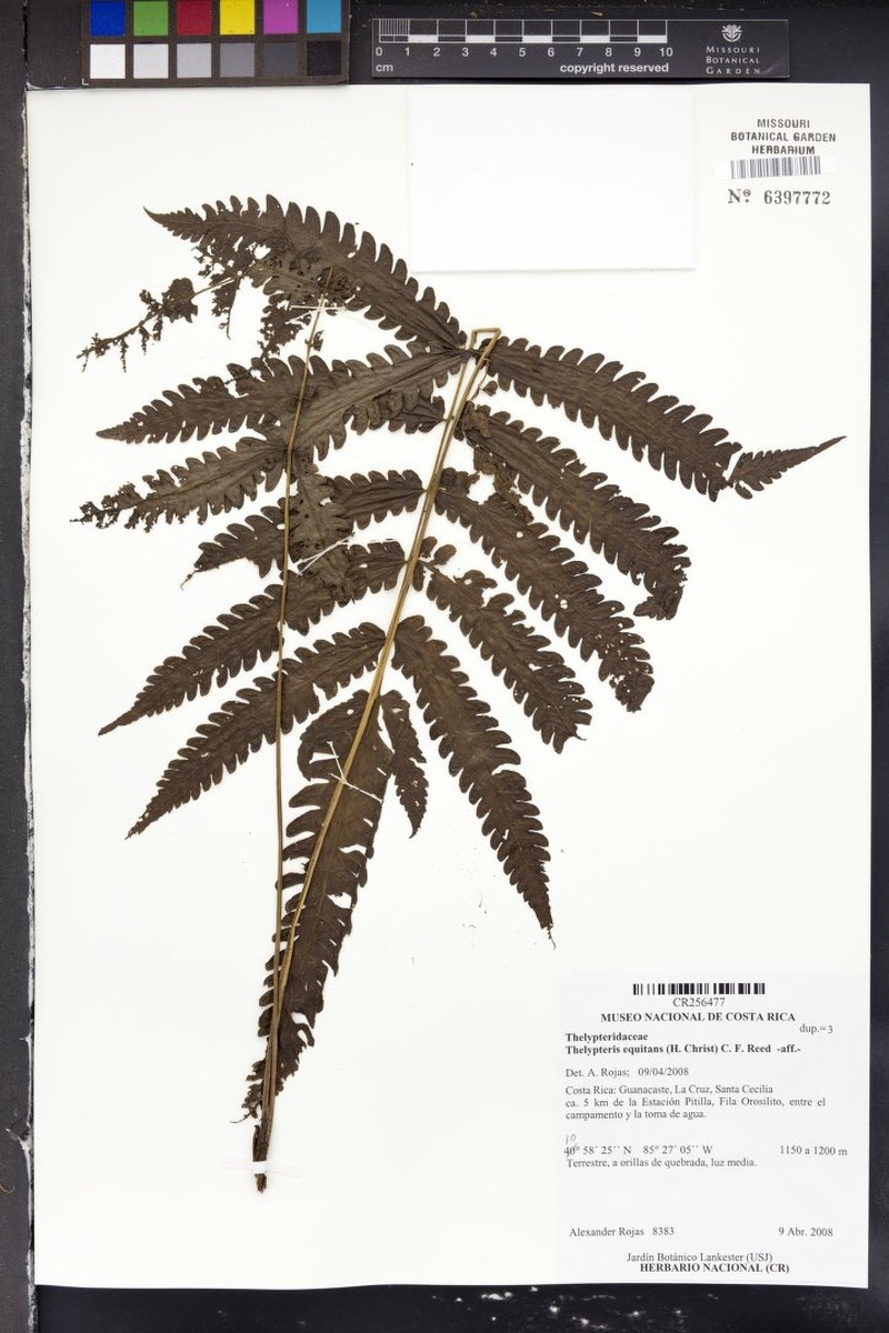 Thelypteris equitans photo 2