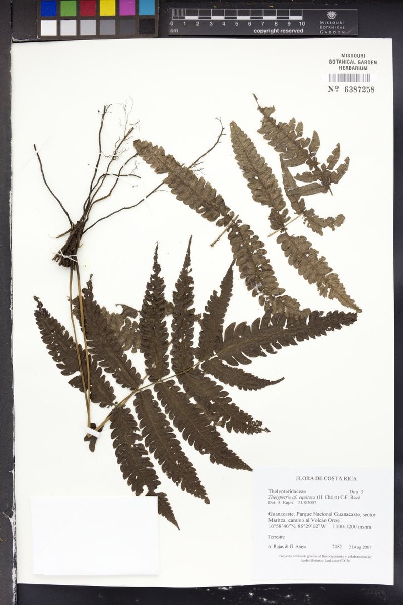 Thelypteris equitans photo 4