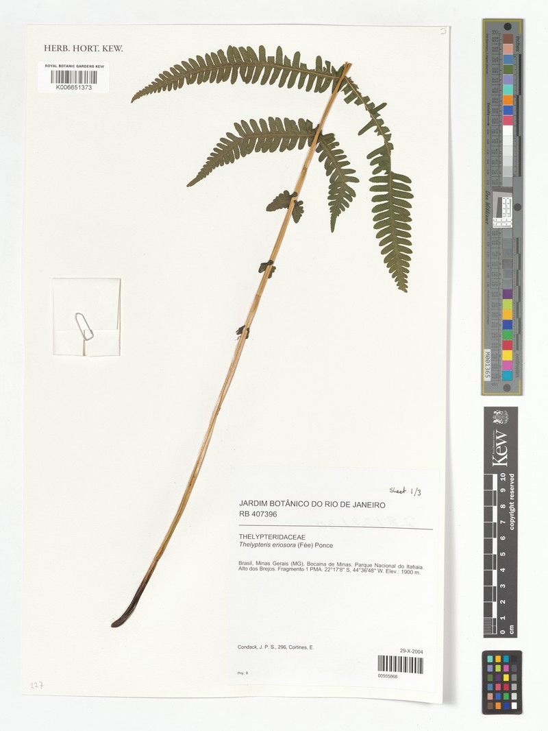 Thelypteris eriosorus