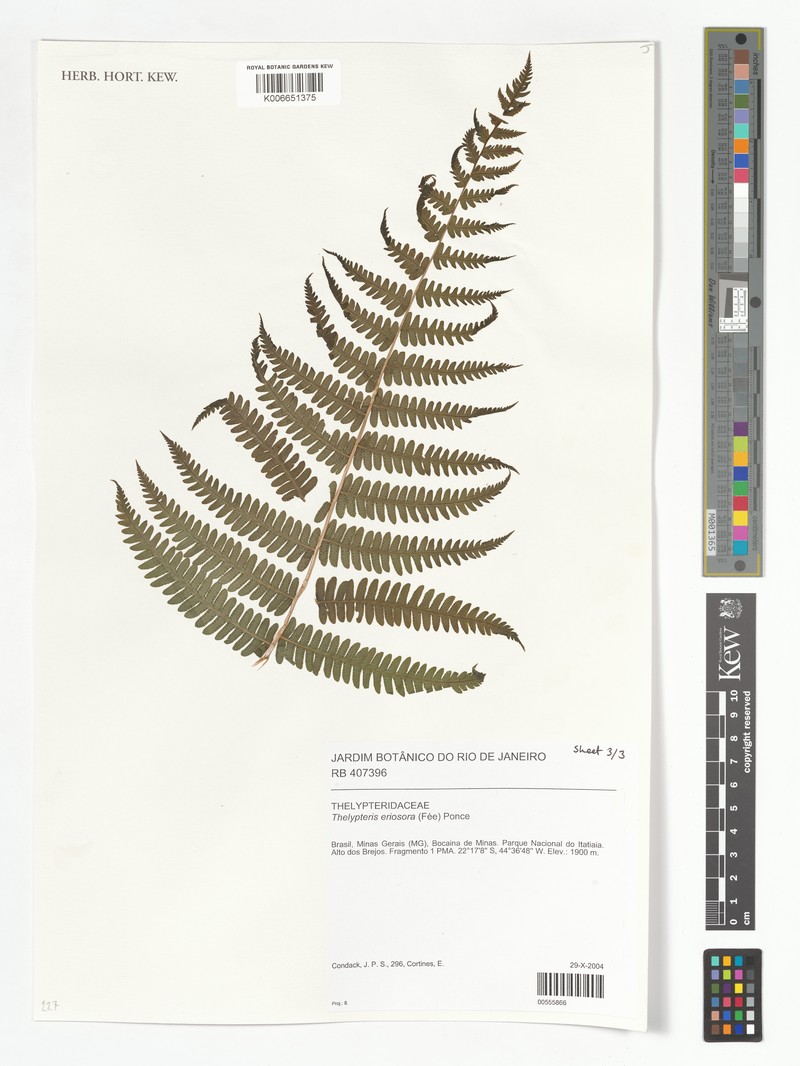 Thelypteris eriosorus photo 2