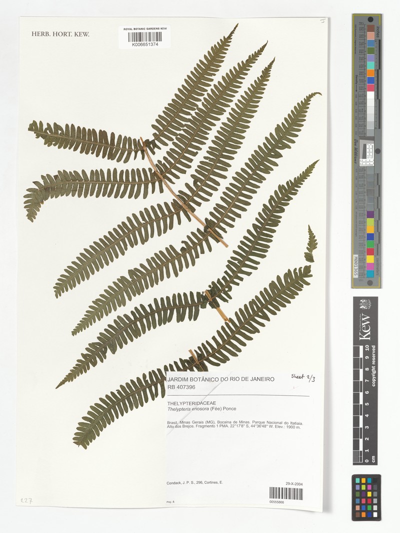 Thelypteris eriosorus photo 3