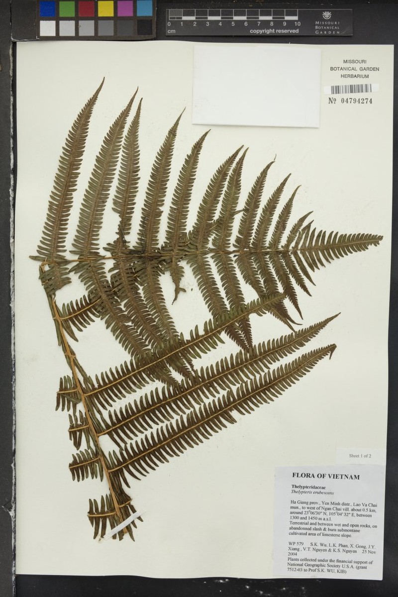 Thelypteris erubescens
