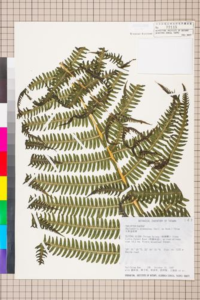 Thelypteris erubescens photo 2