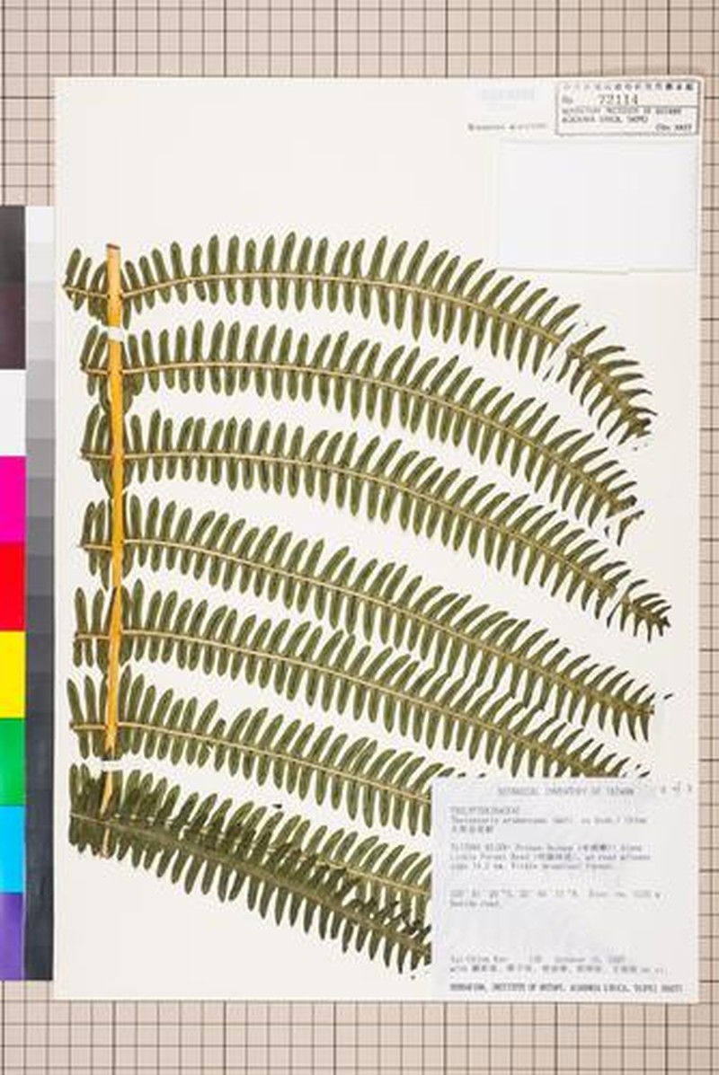 Thelypteris erubescens photo 3