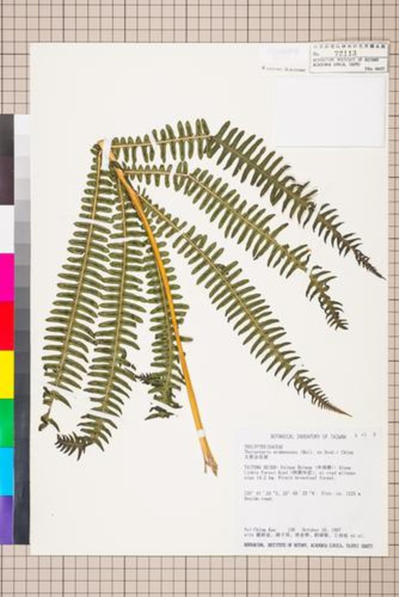 Thelypteris erubescens photo 4