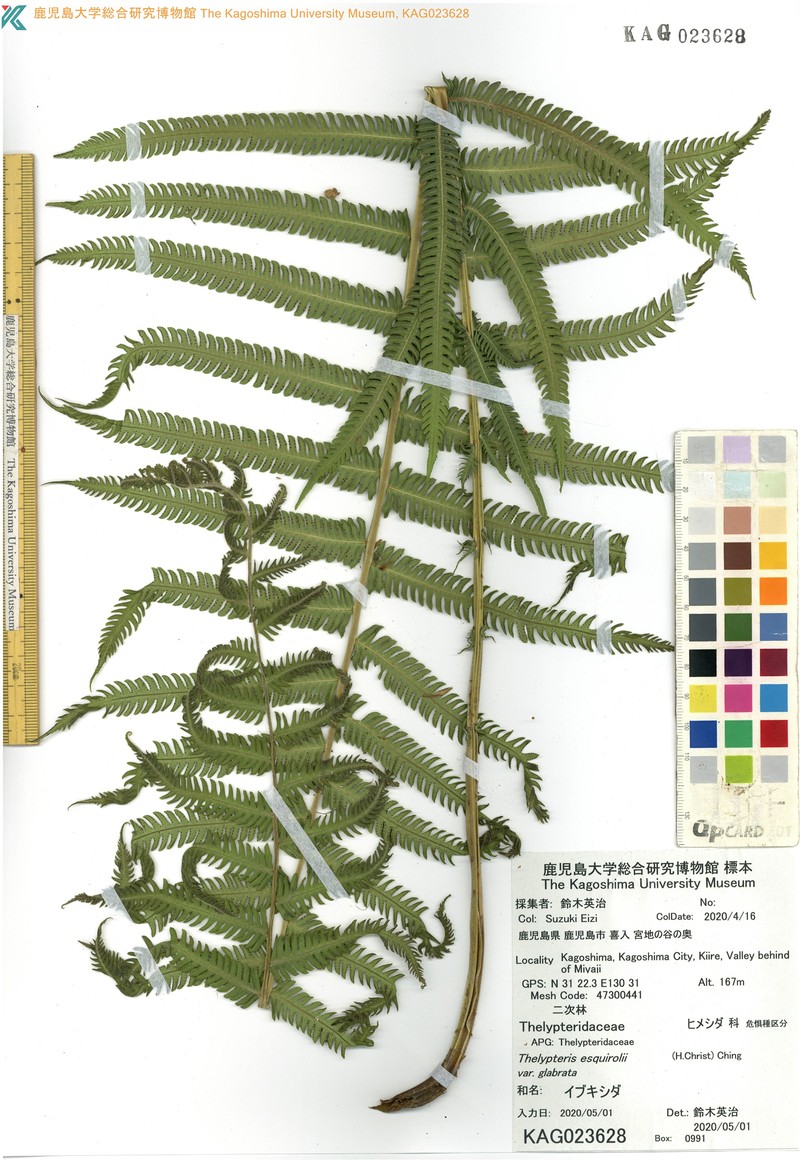 Thelypteris esquirolii
