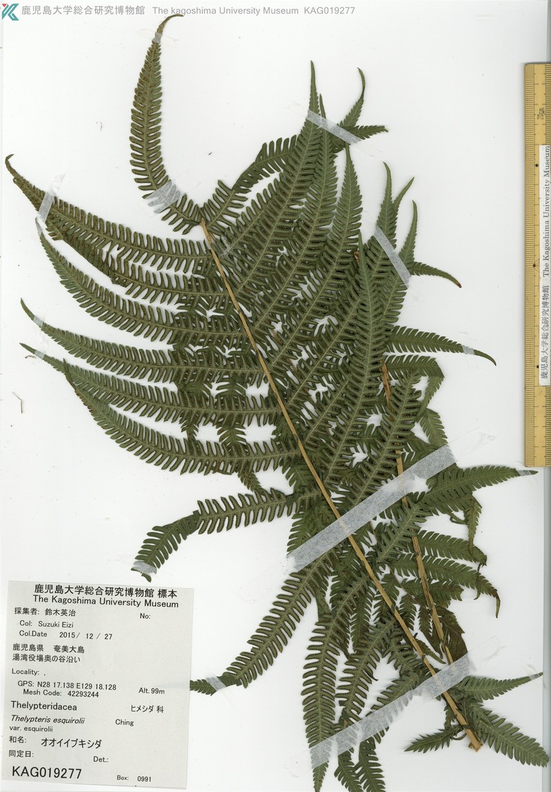 Thelypteris esquirolii photo 2