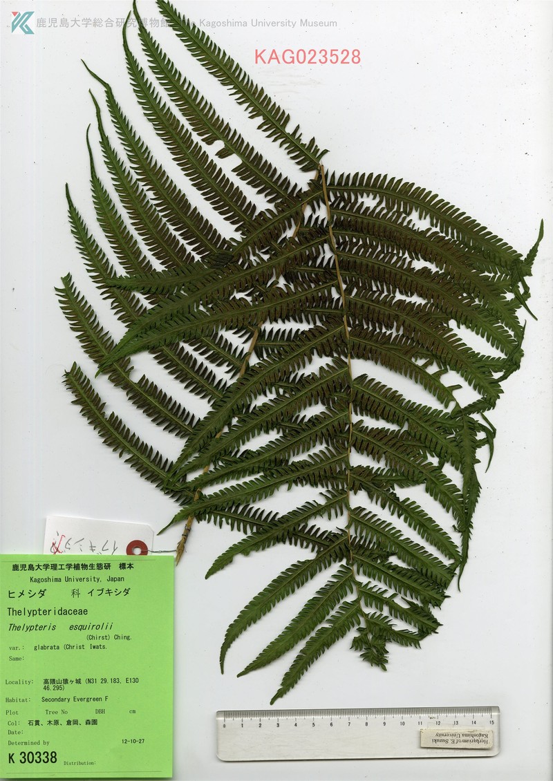 Thelypteris esquirolii photo 3