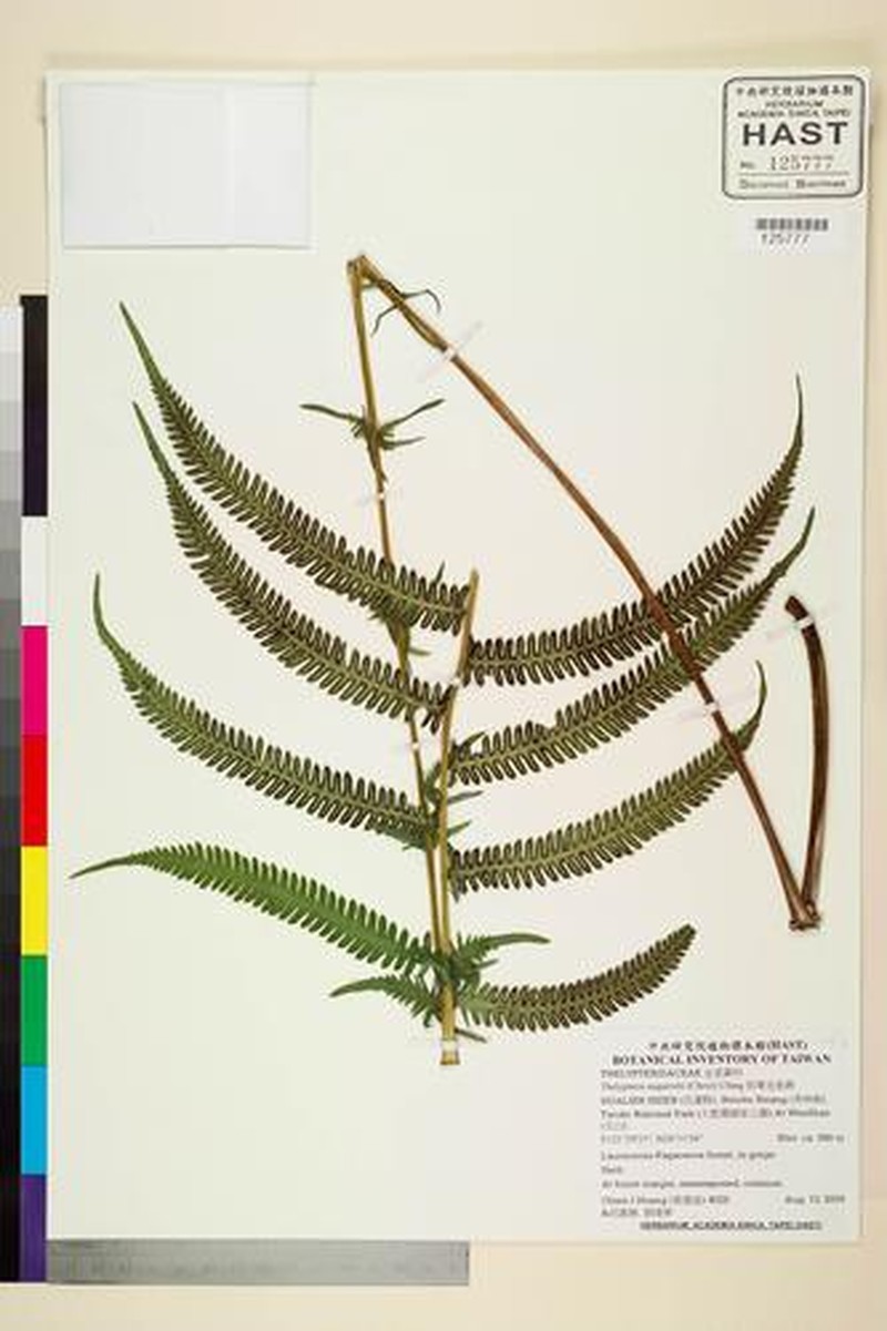 Thelypteris esquirolii photo 4