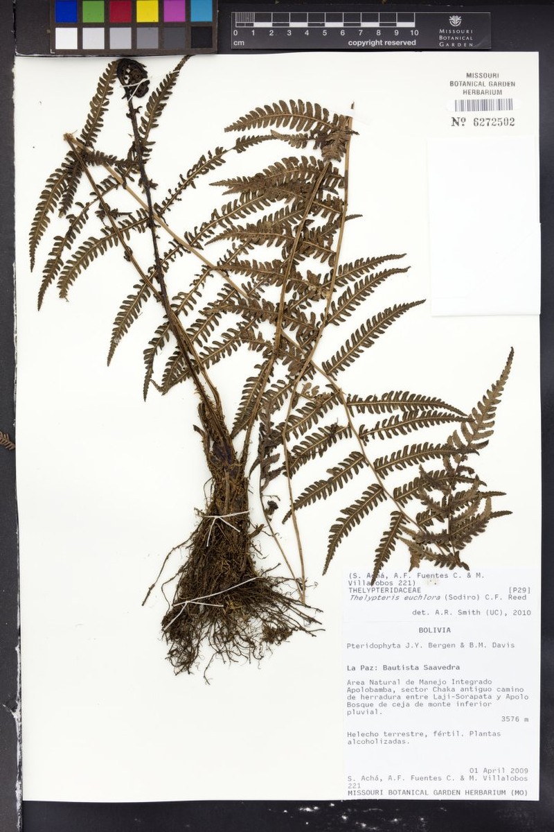 Thelypteris euchlora
