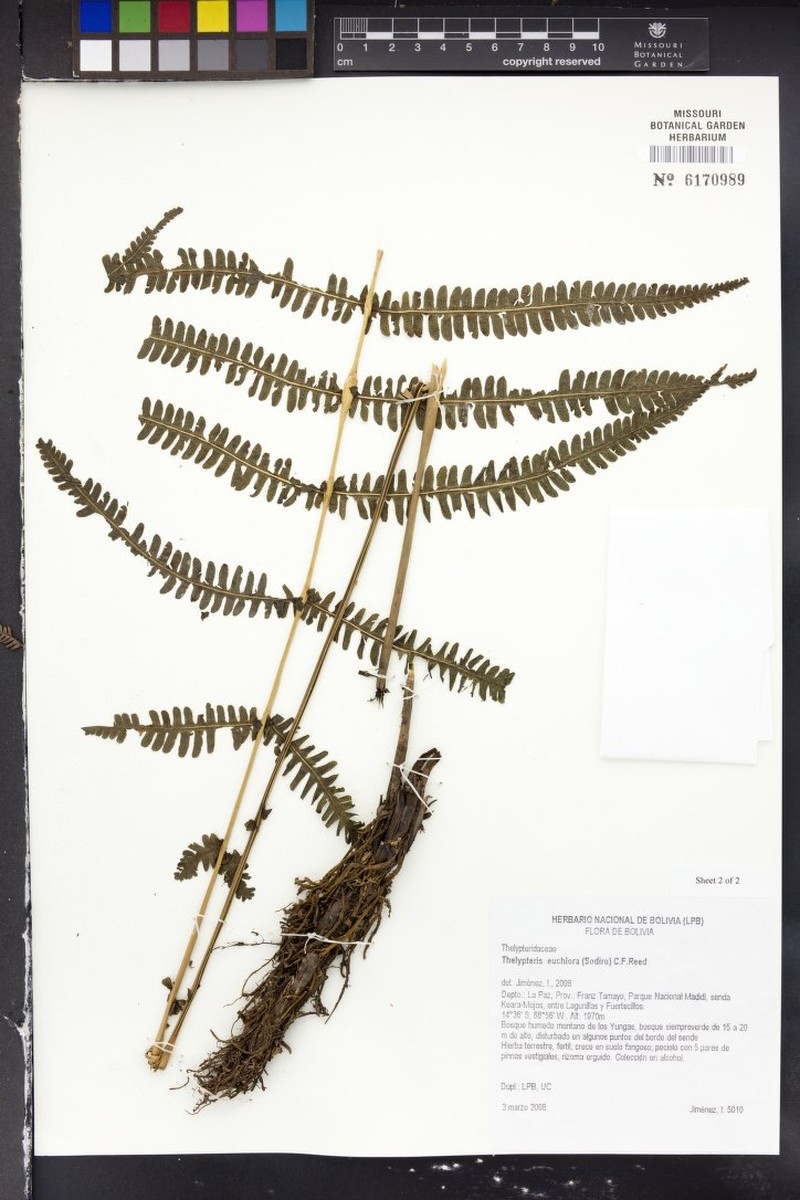 Thelypteris euchlora photo 2