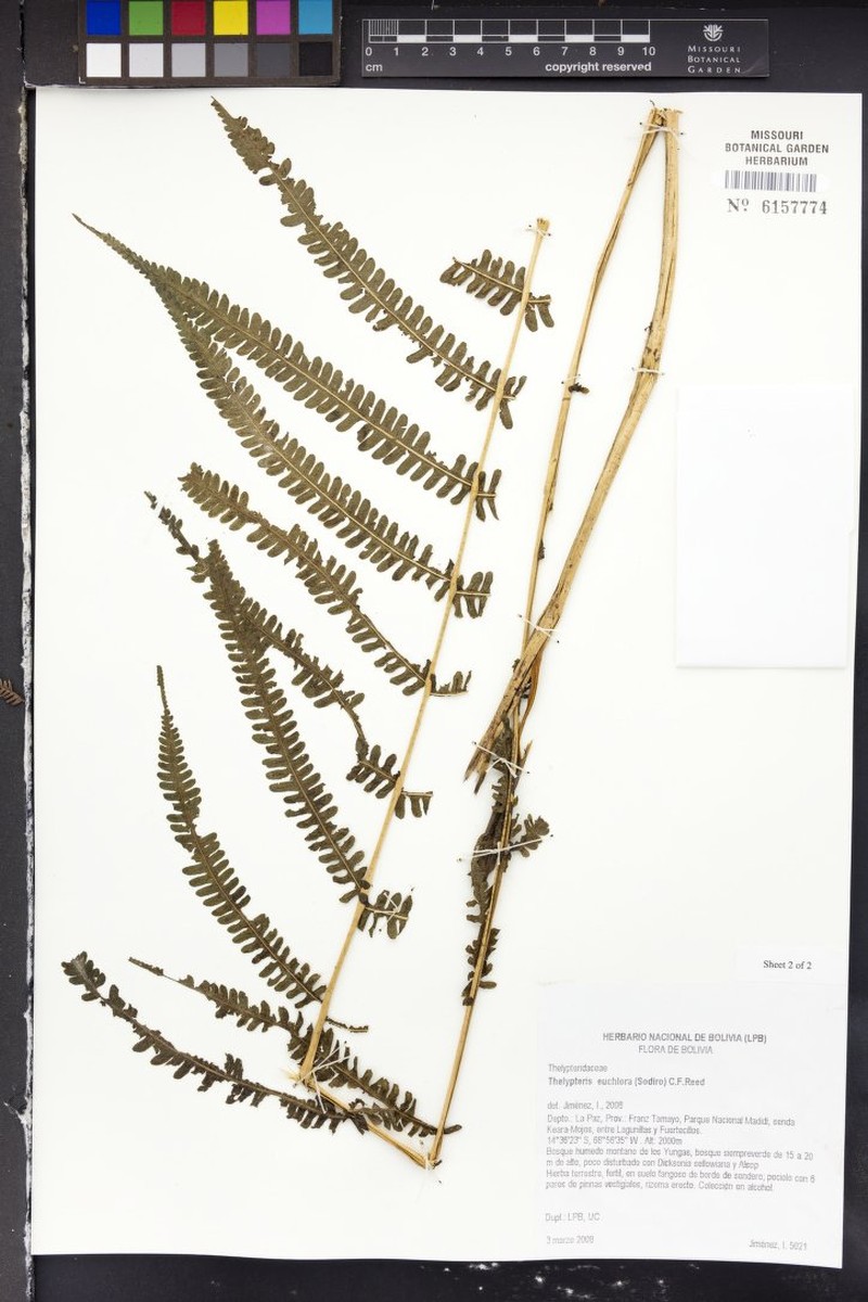 Thelypteris euchlora photo 3