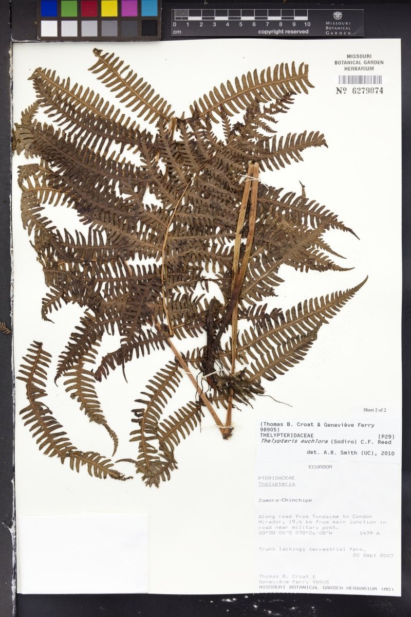 Thelypteris euchlora photo 4