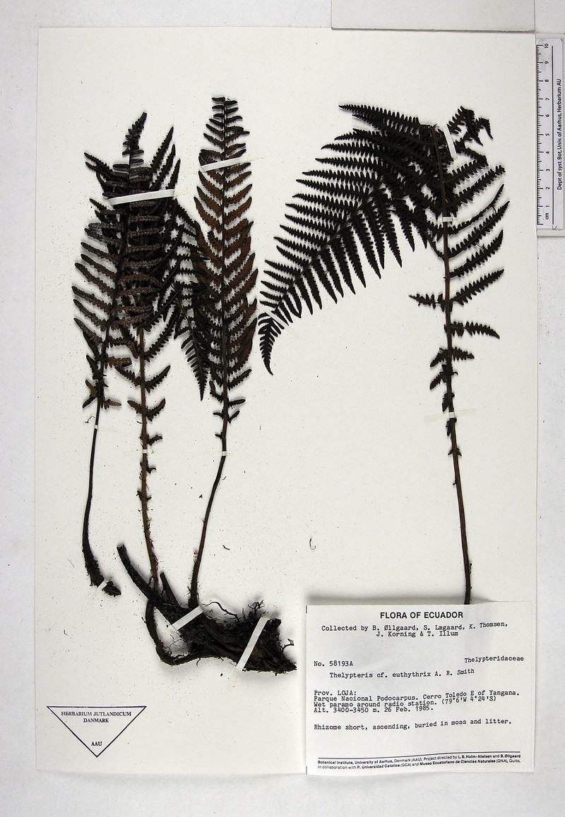 Thelypteris euthythrix