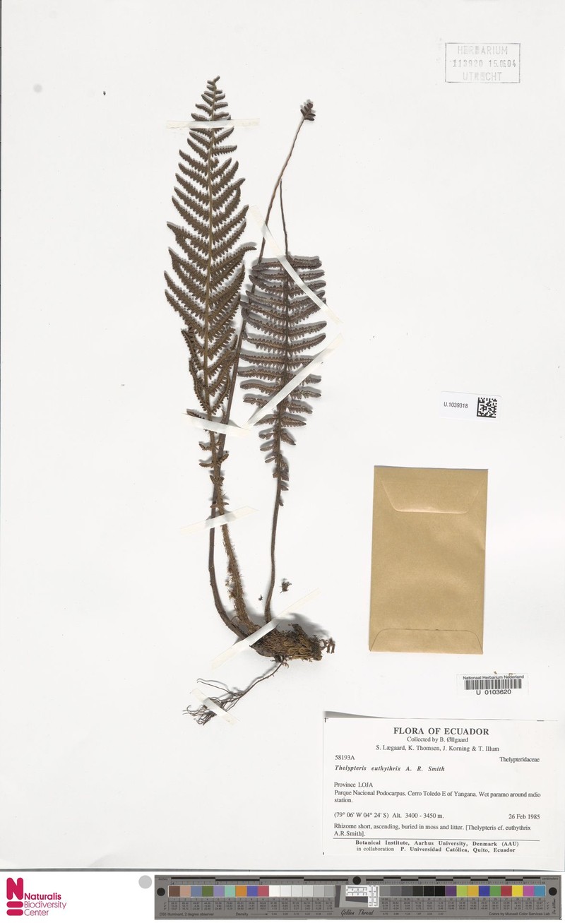 Thelypteris euthythrix photo 2