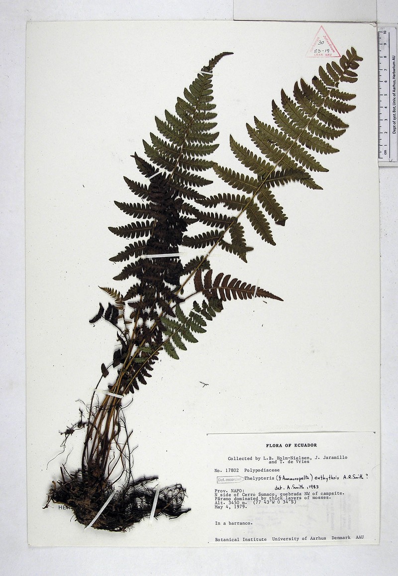 Thelypteris euthythrix photo 3
