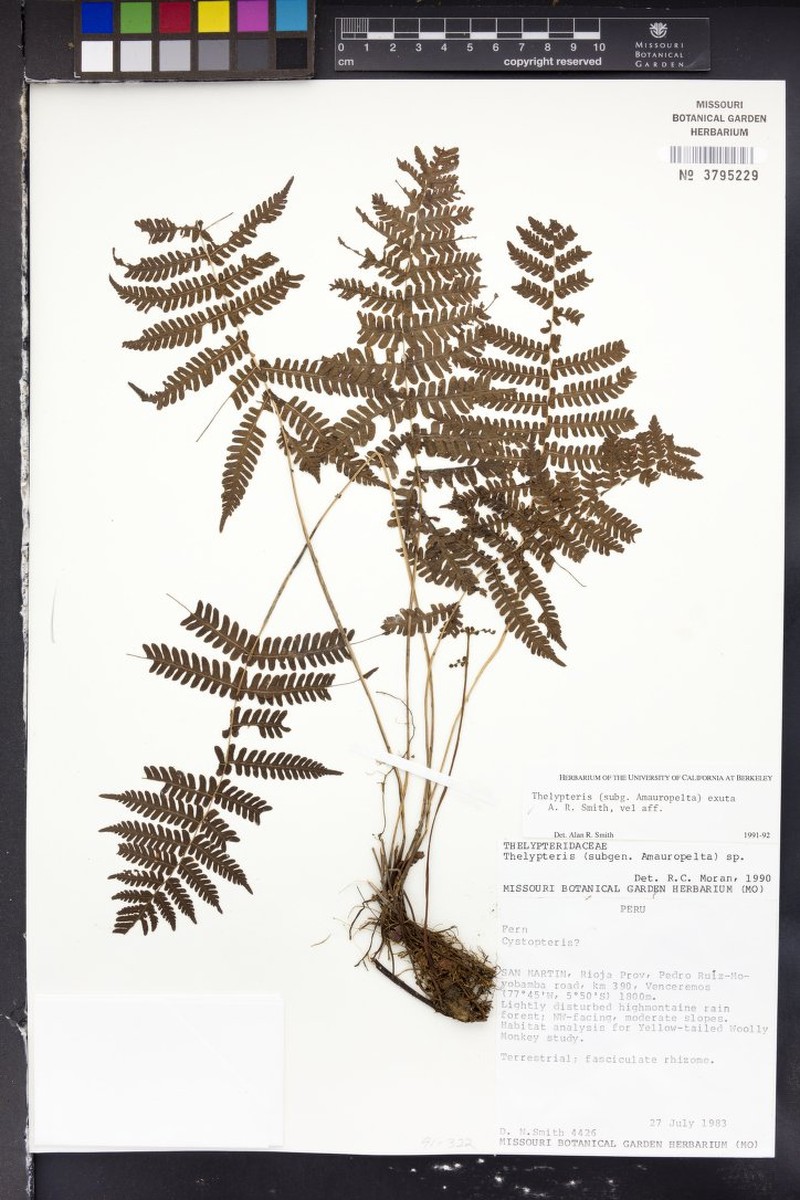 Thelypteris exuta