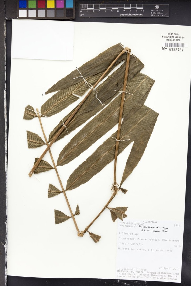 Thelypteris falcata