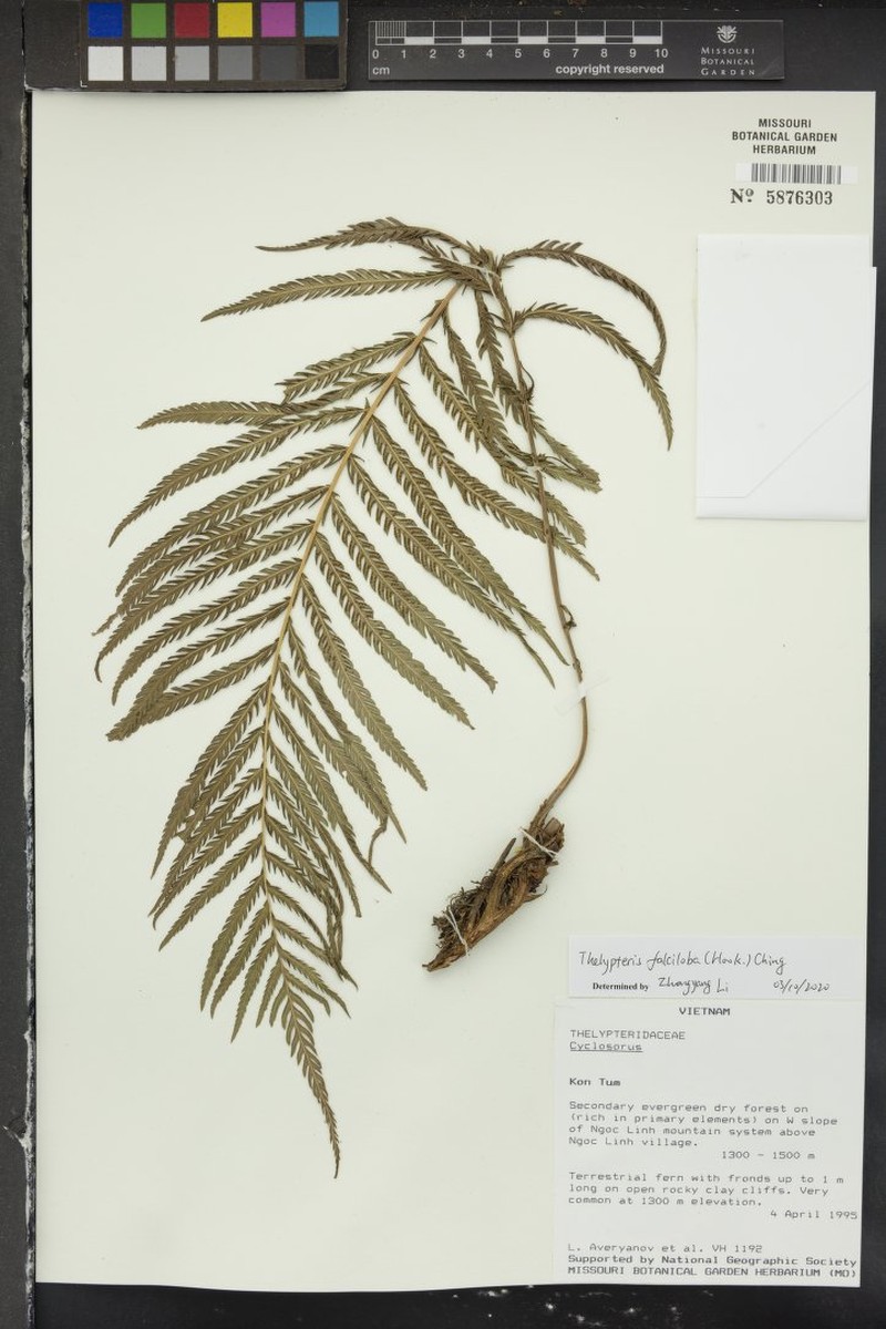 Thelypteris falciloba