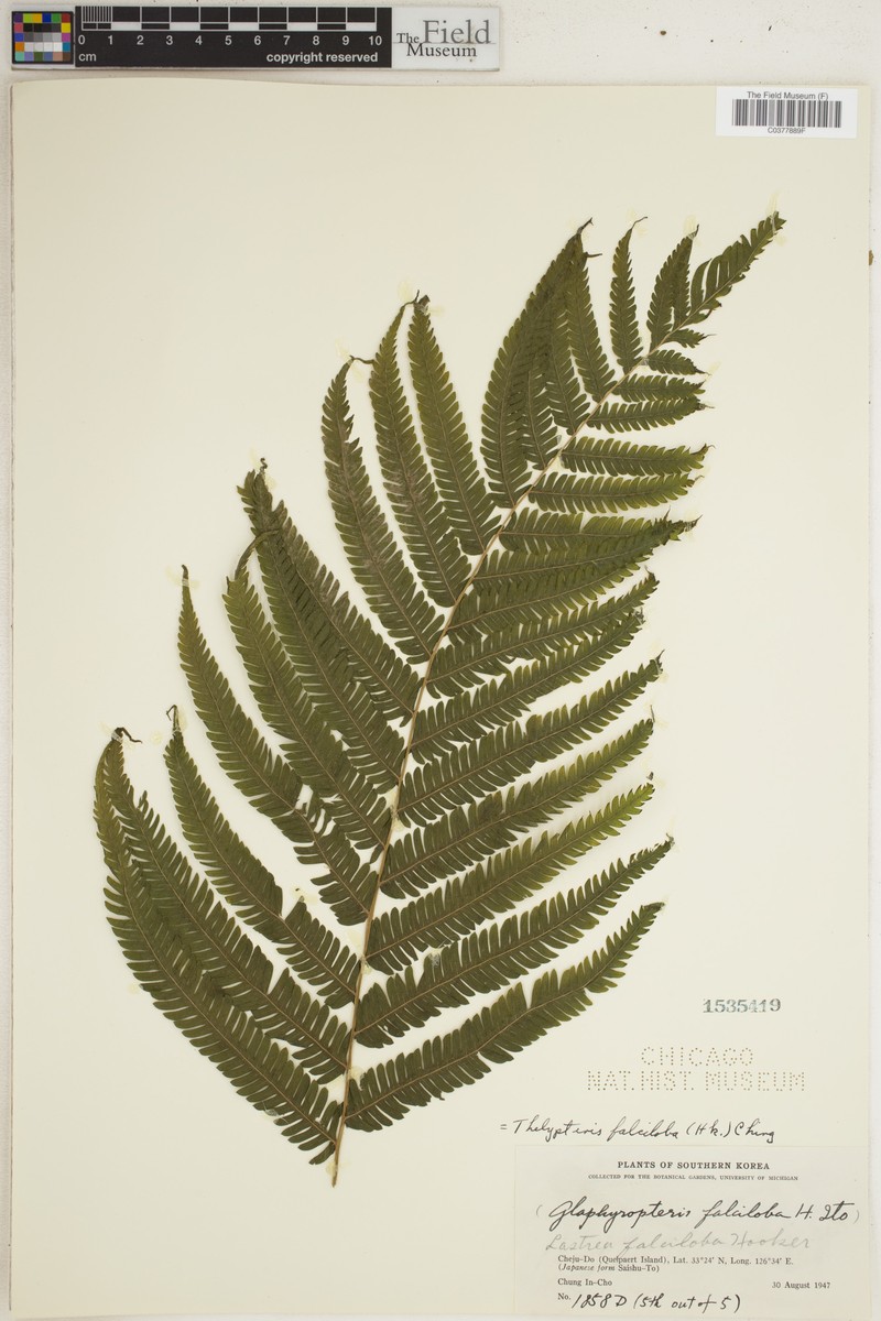 Thelypteris falciloba photo 2