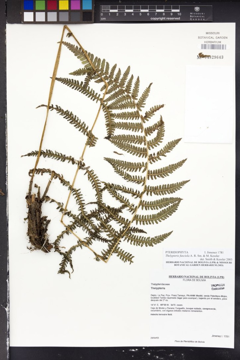 Thelypteris fasciola