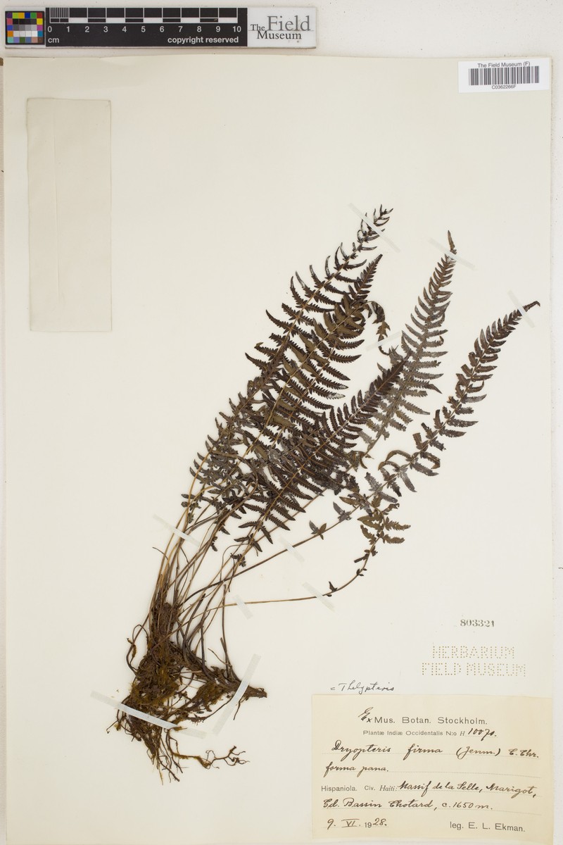Thelypteris firma