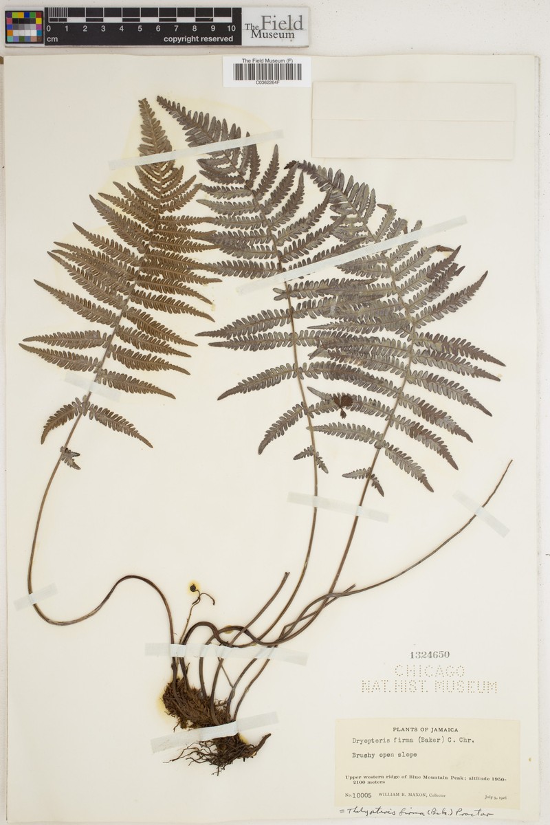Thelypteris firma photo 3