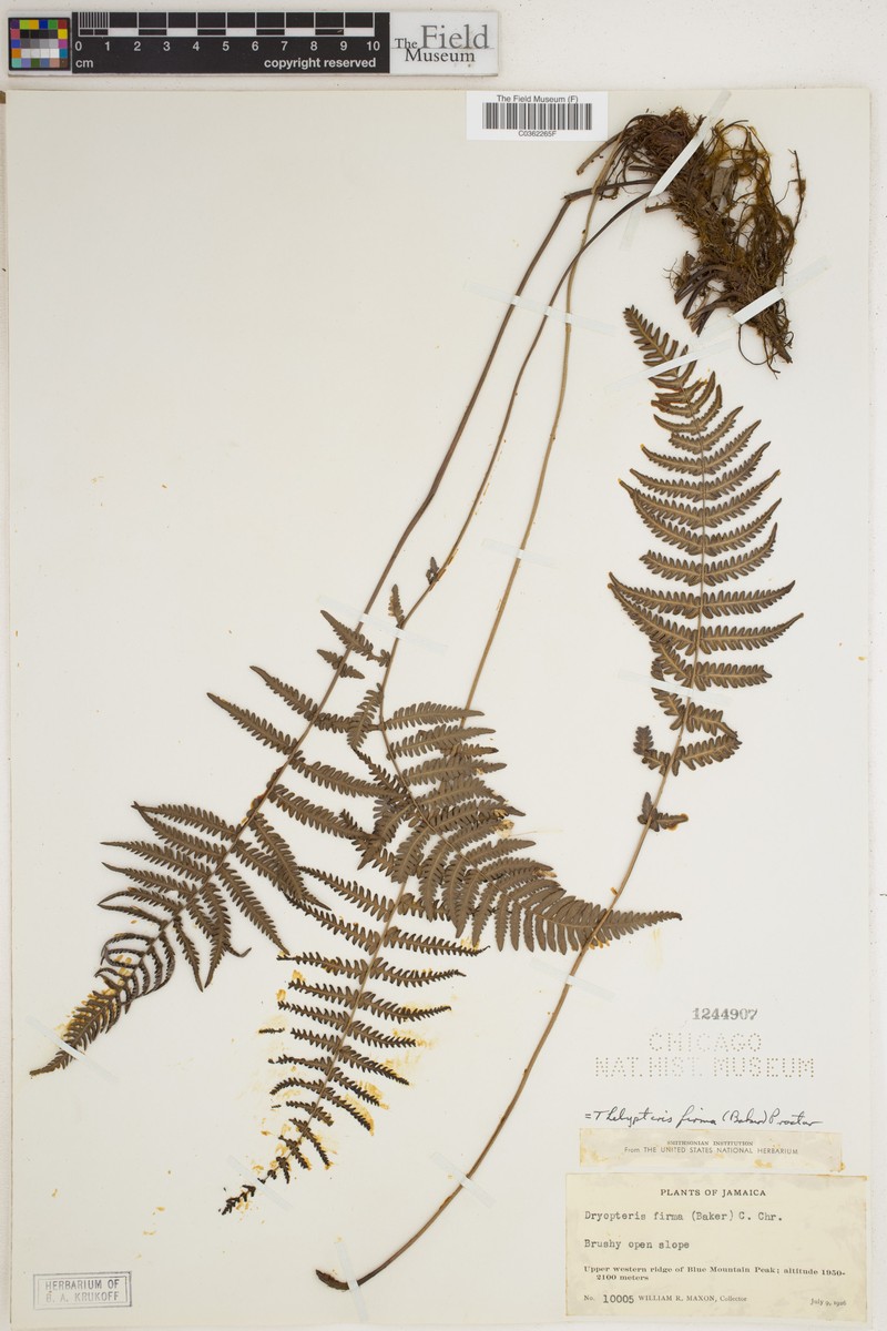 Thelypteris firma photo 4