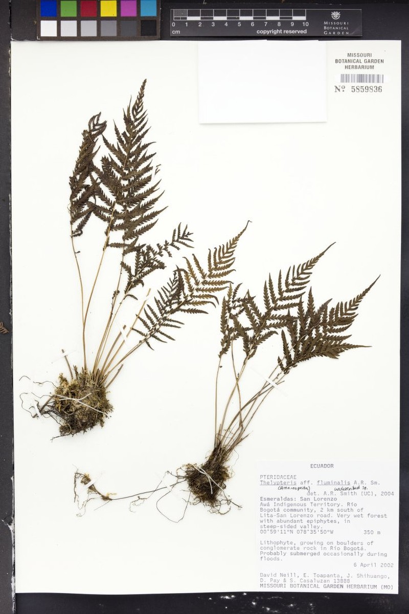 Thelypteris fluminalis