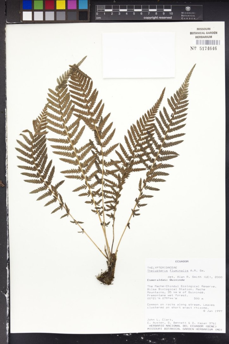 Thelypteris fluminalis photo 2