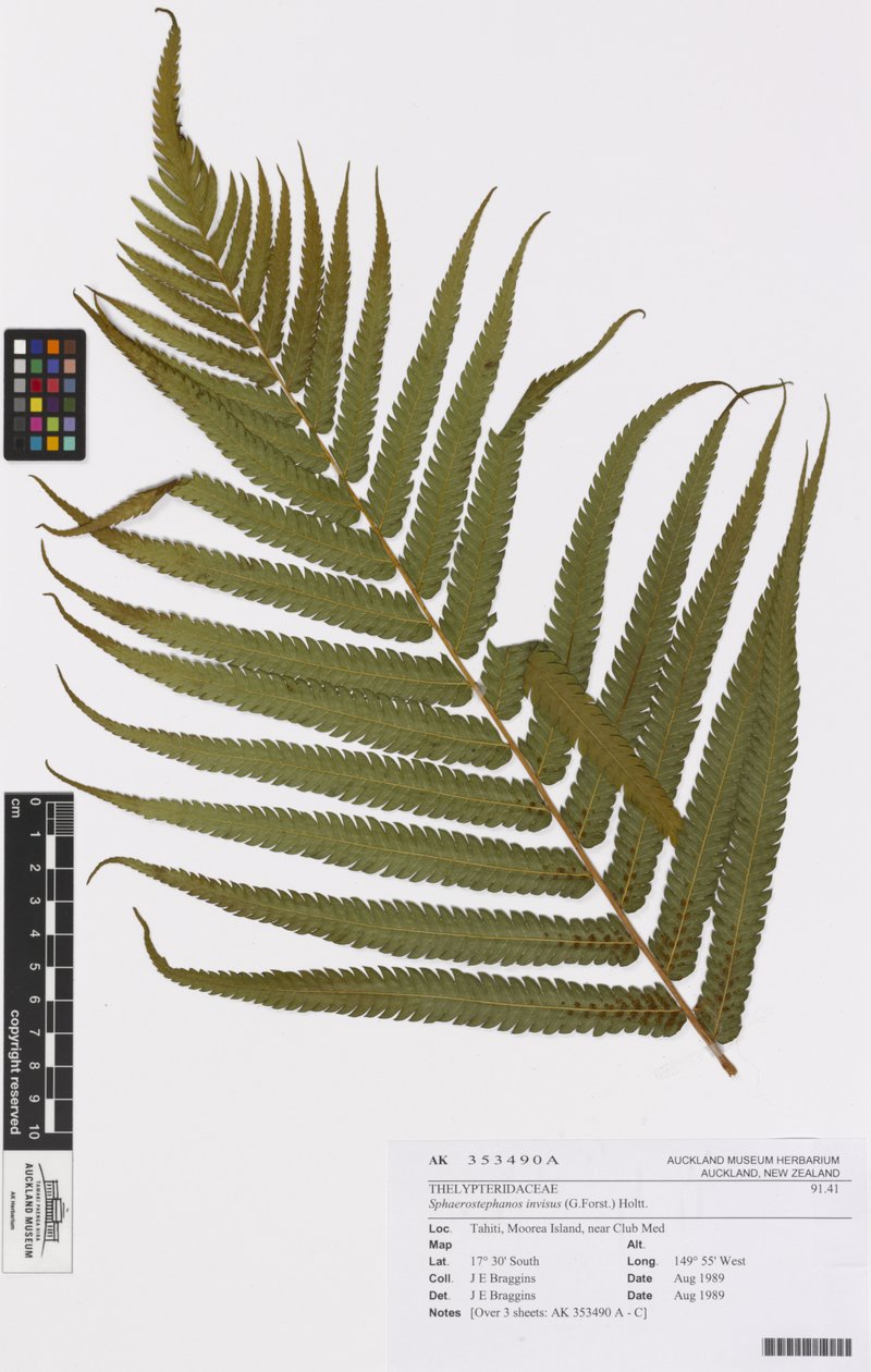 Forster's Maiden Fern