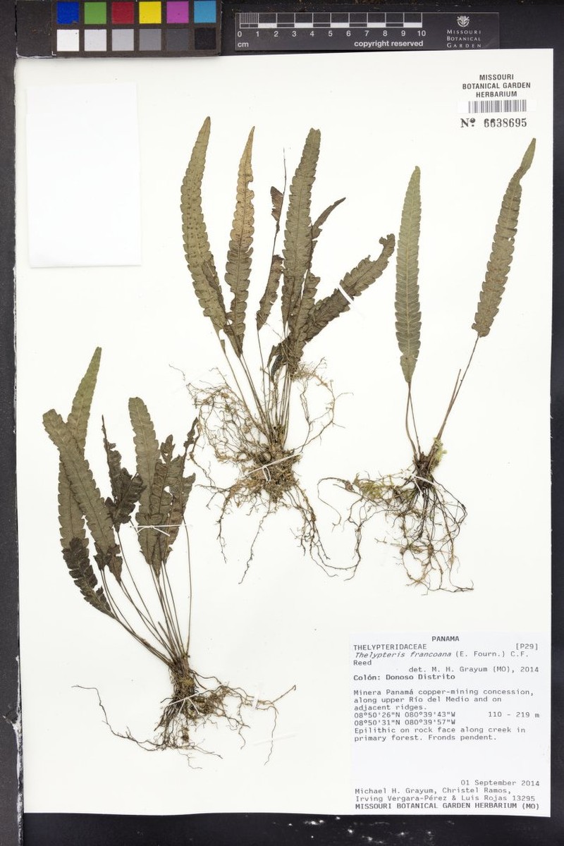 Thelypteris francoana