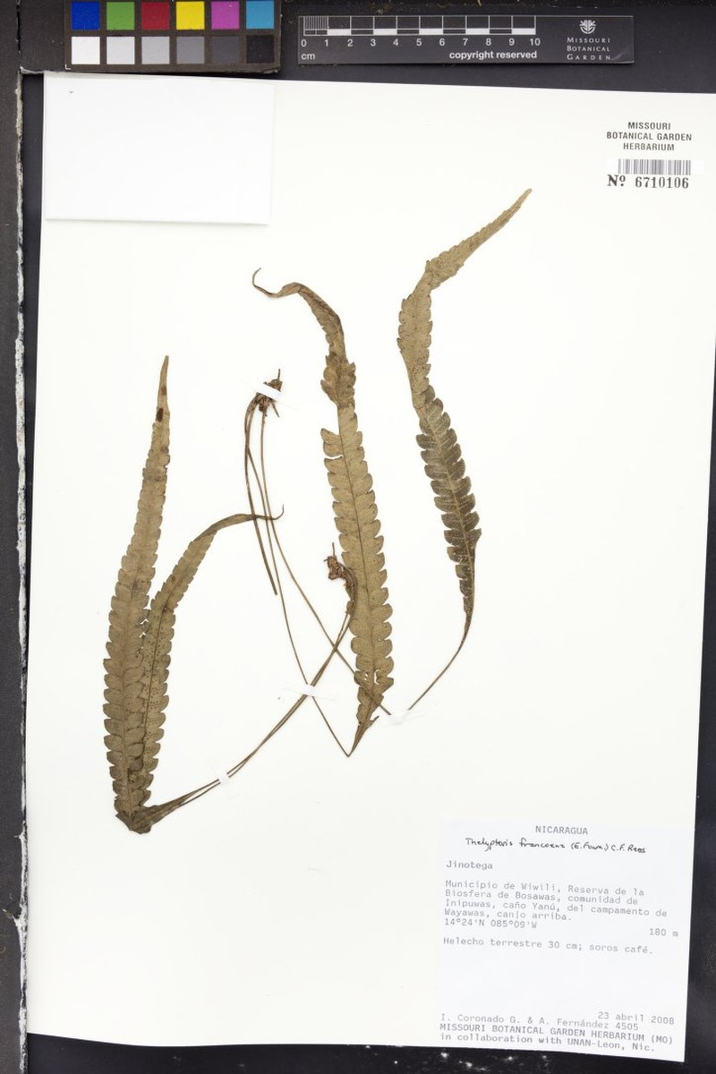 Thelypteris francoana photo 2
