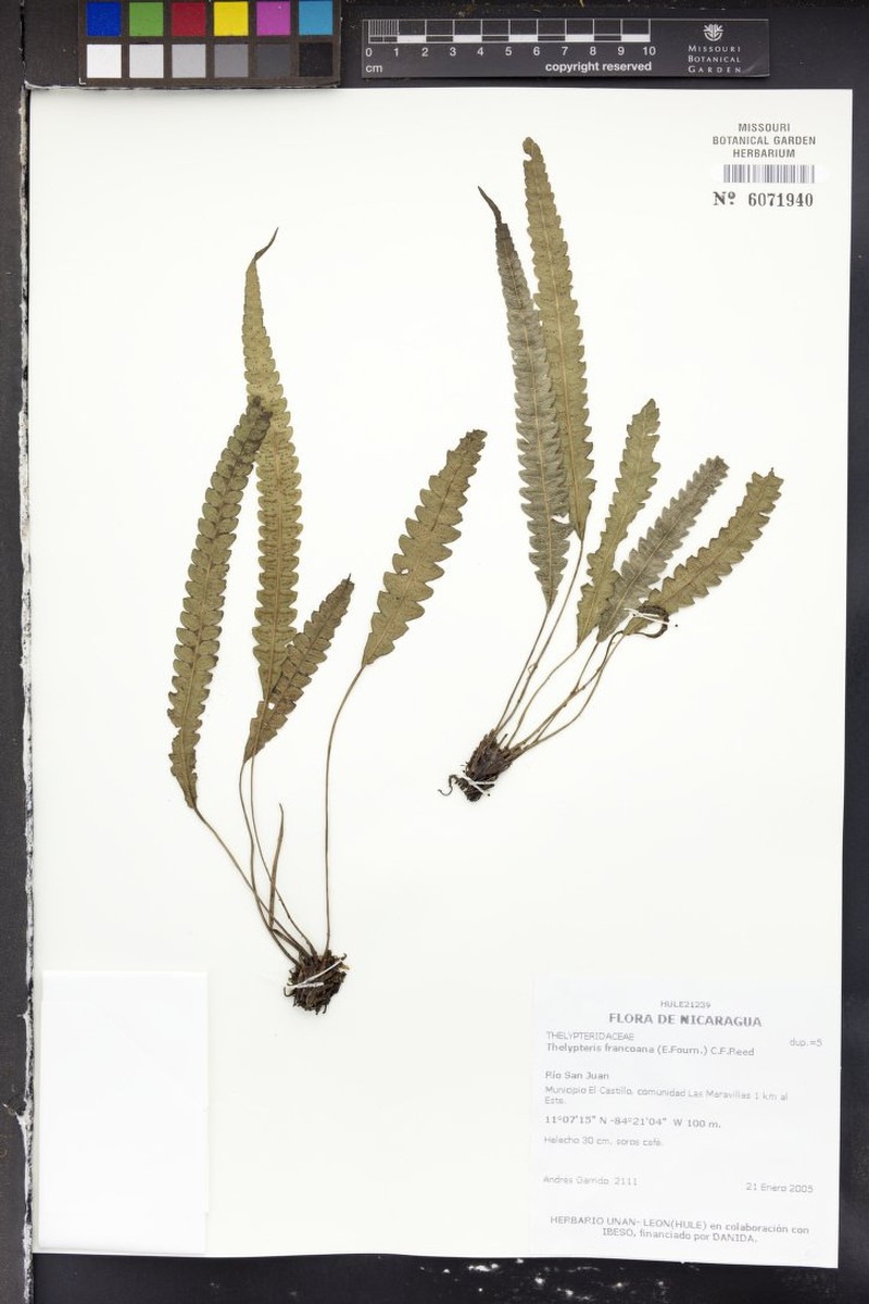 Thelypteris francoana photo 3