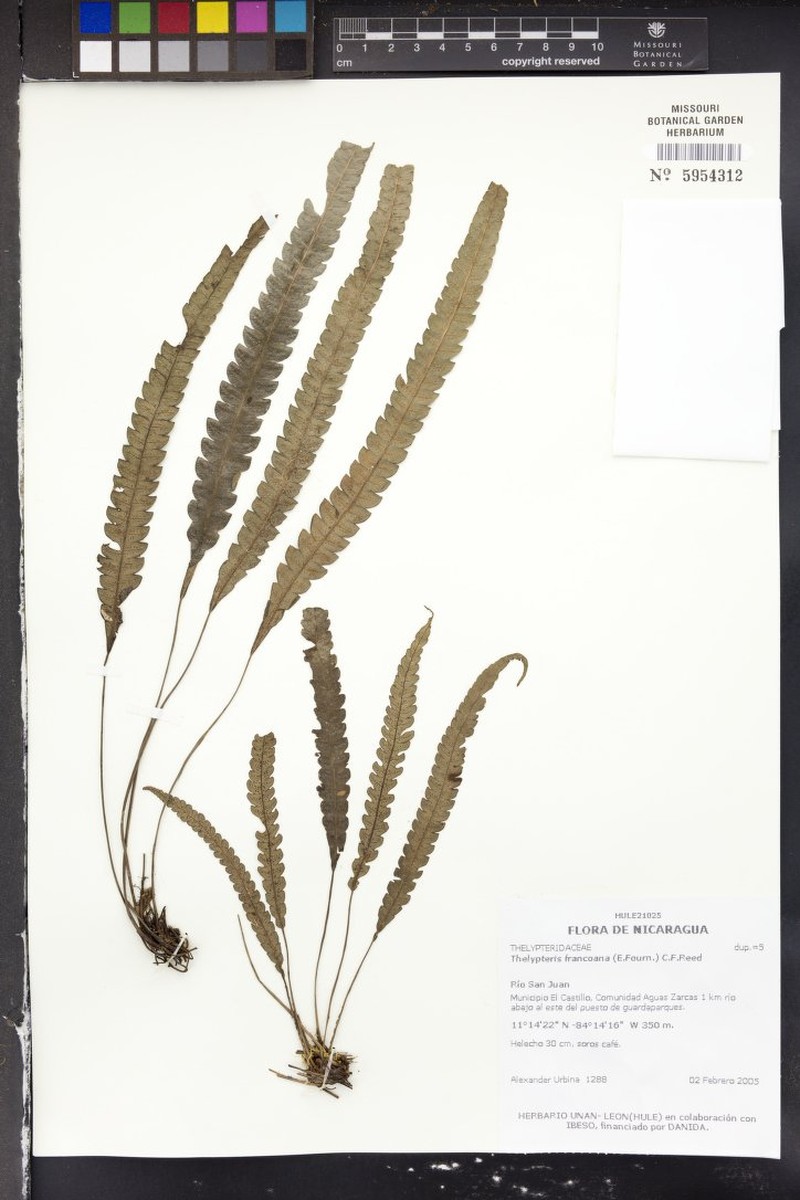 Thelypteris francoana photo 4