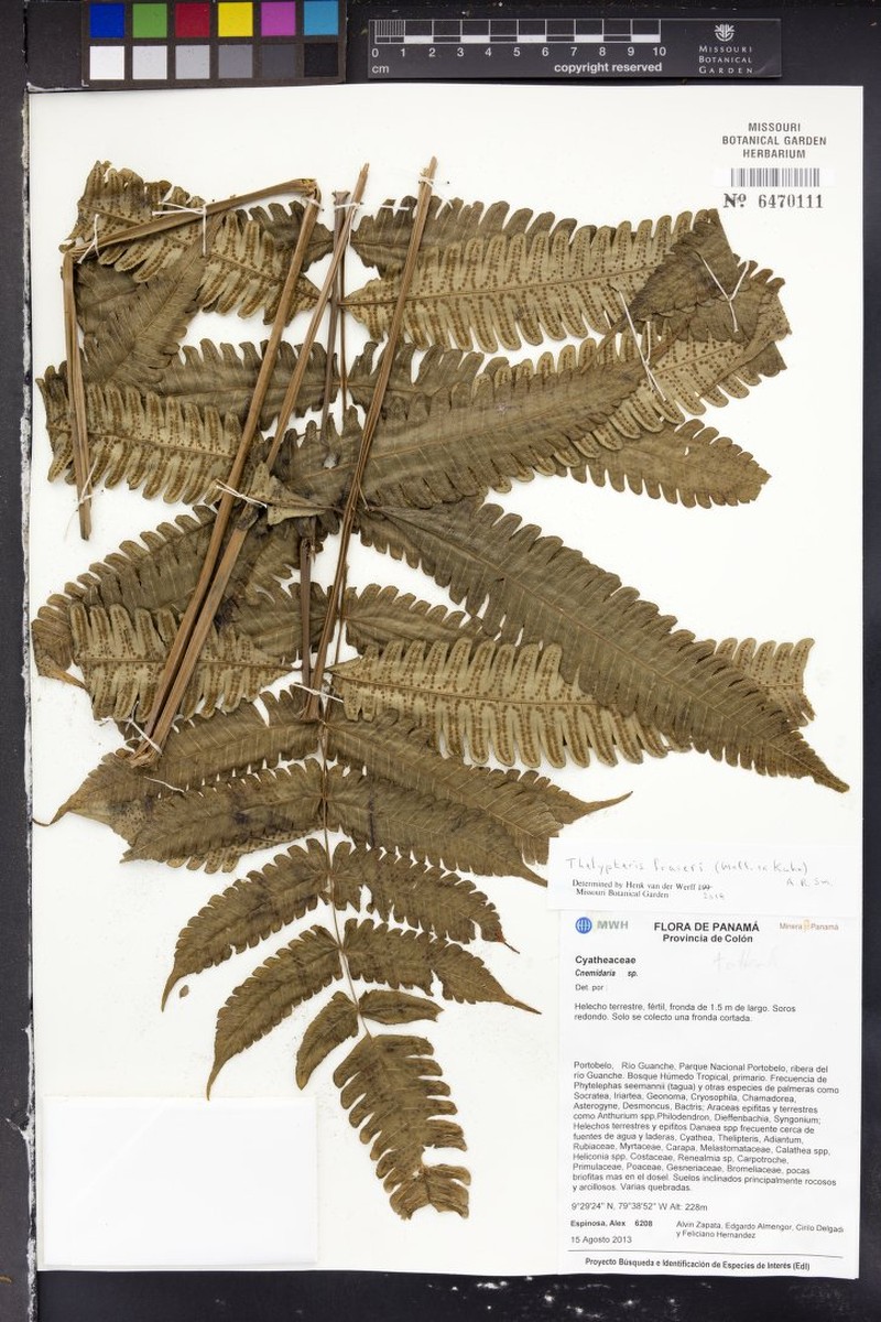 Thelypteris fraseri