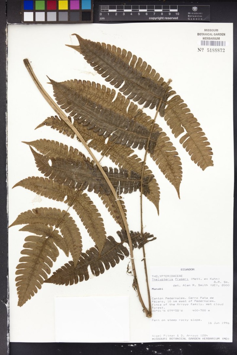 Thelypteris fraseri photo 2