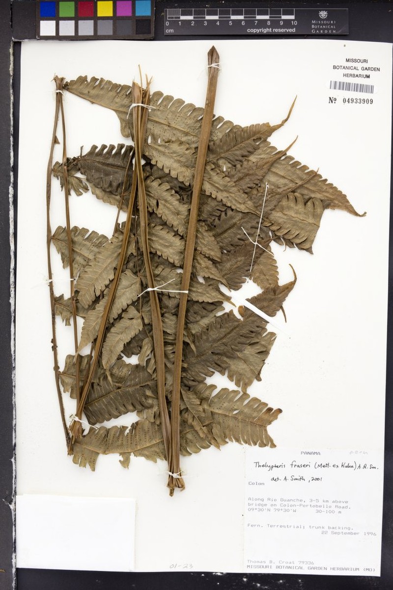 Thelypteris fraseri photo 3