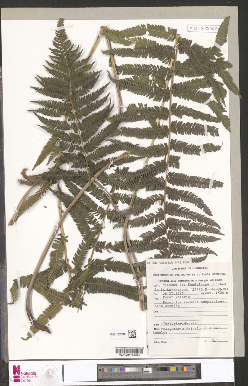 Thelypteris friesii