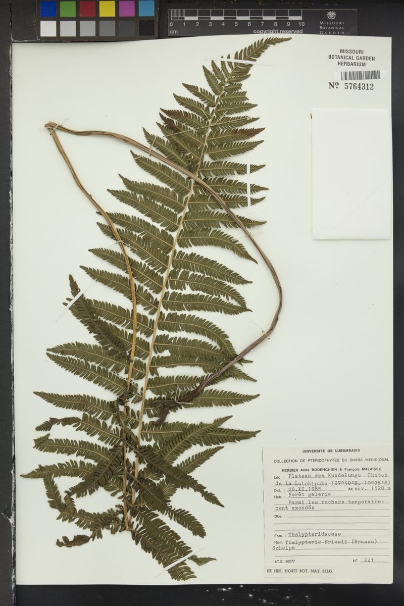Thelypteris friesii photo 2