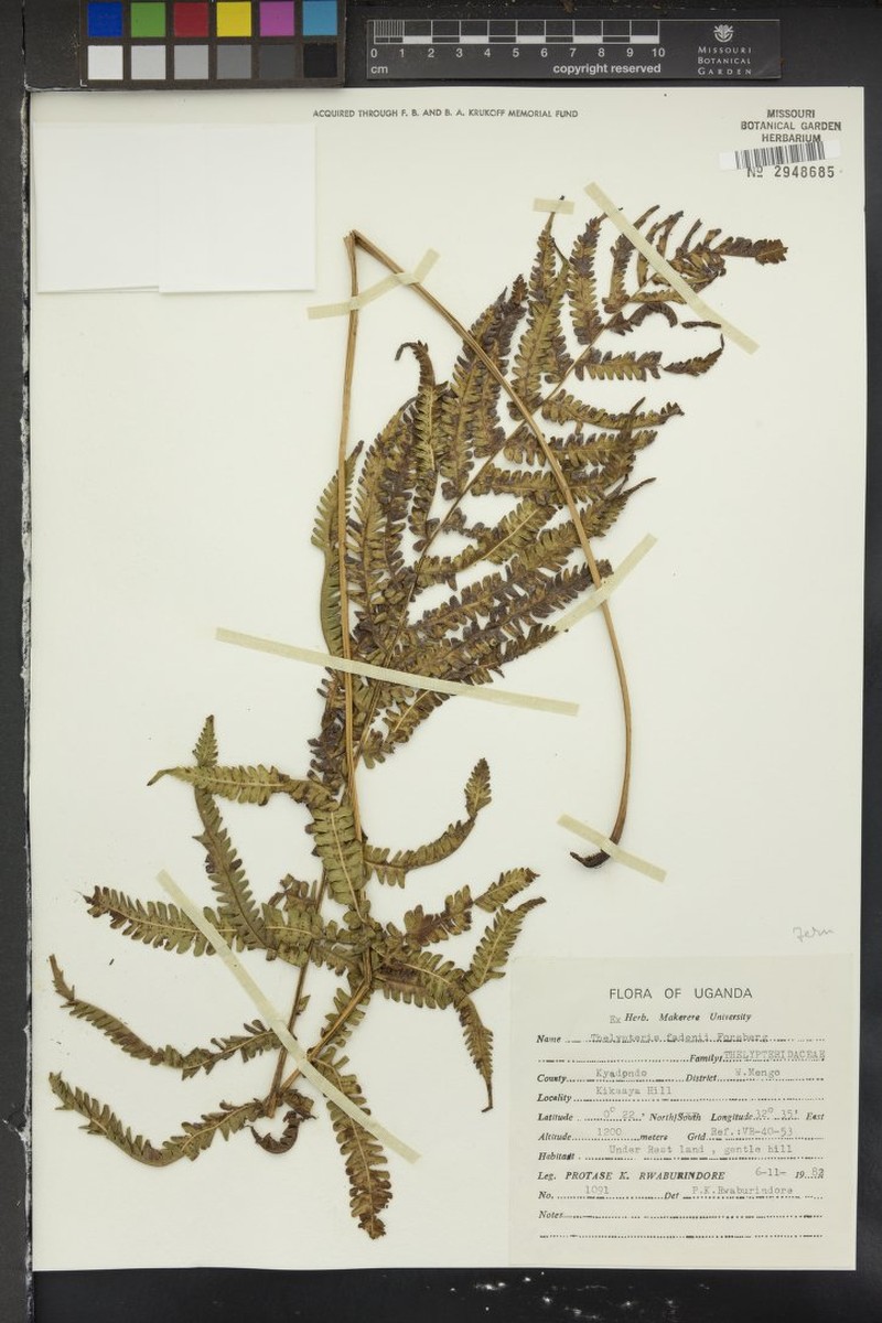 Thelypteris friesii photo 3