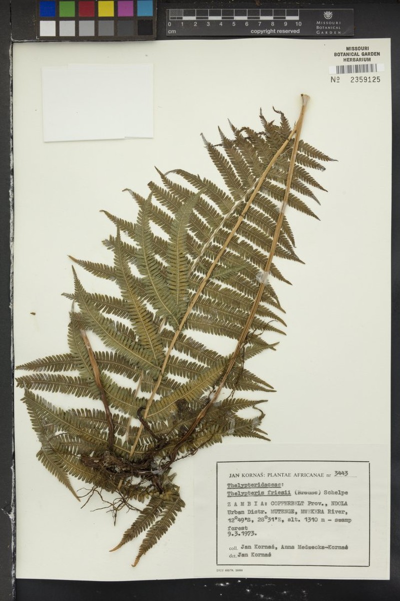 Thelypteris friesii photo 4