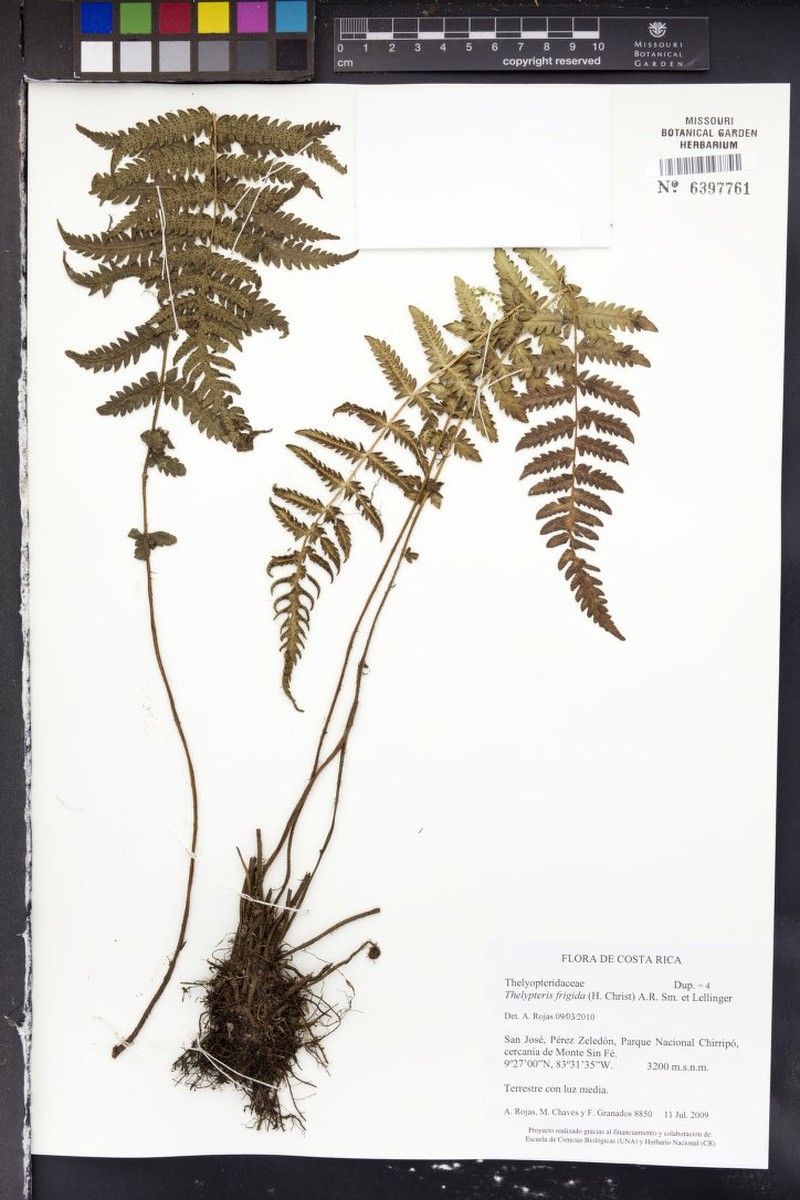 Thelypteris frigida