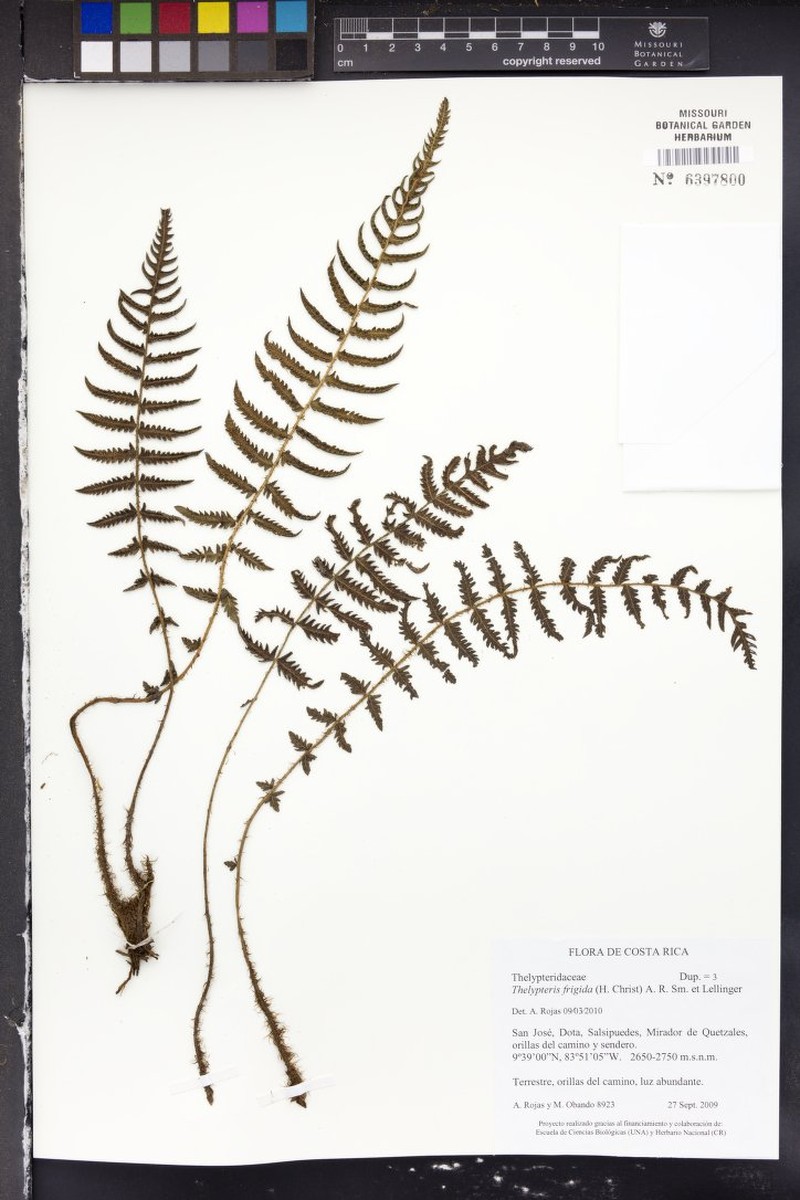 Thelypteris frigida photo 2