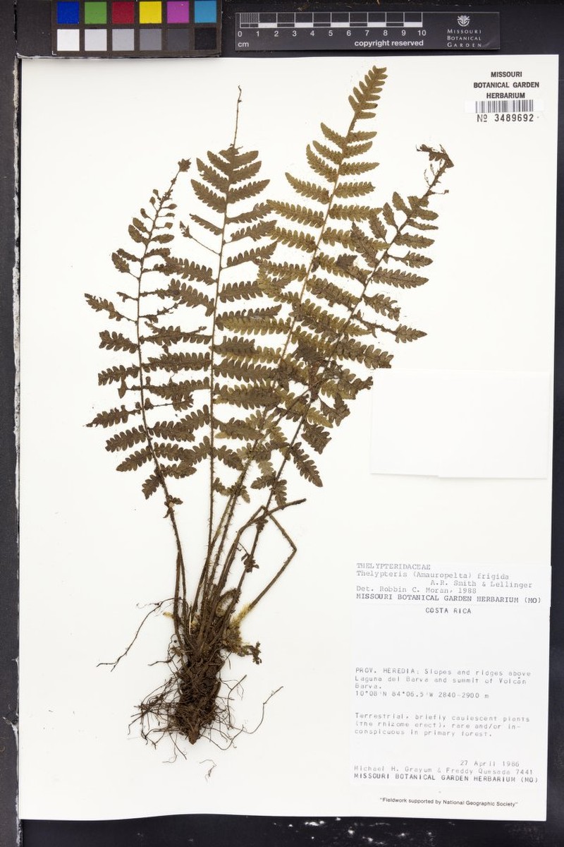 Thelypteris frigida photo 3