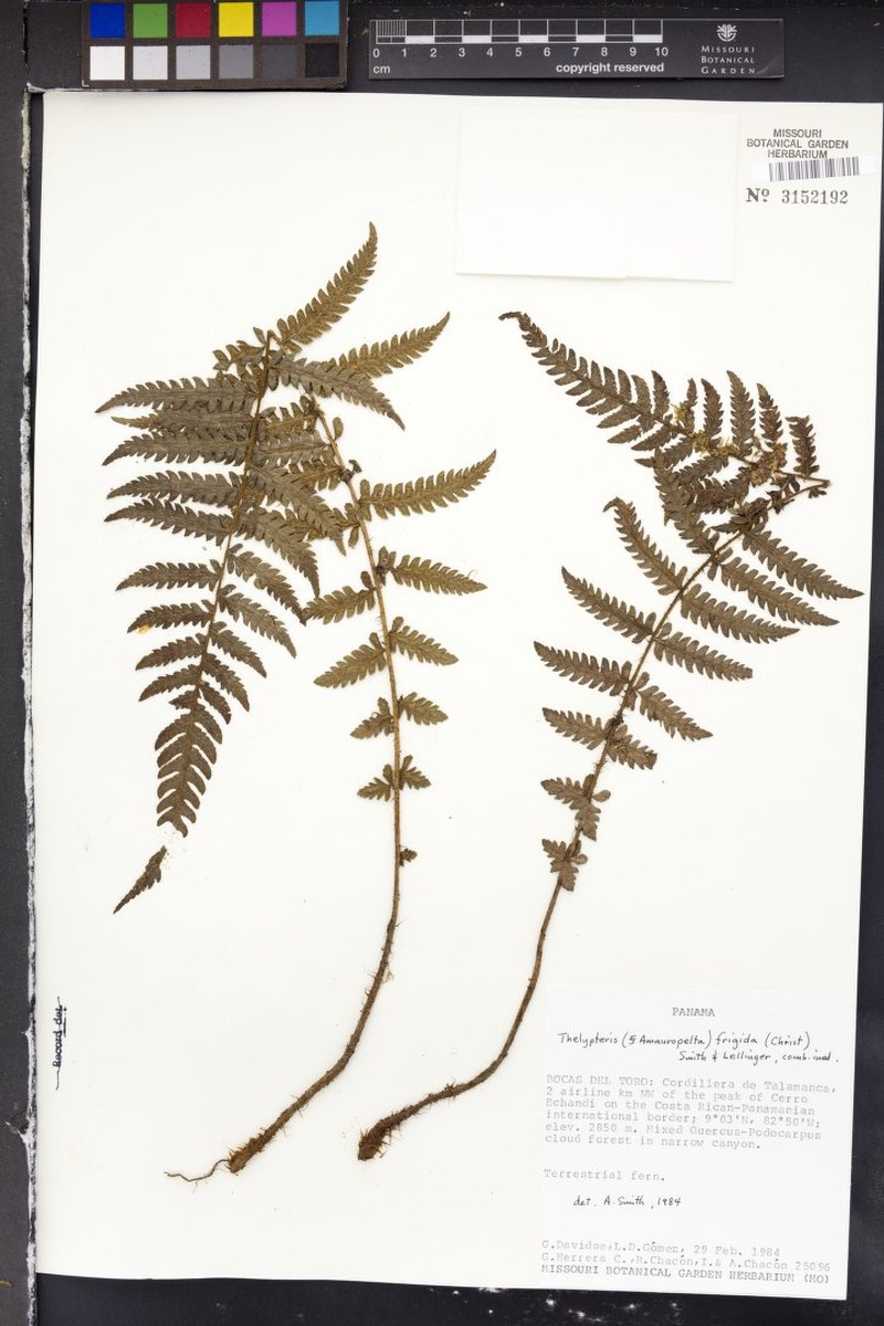 Thelypteris frigida photo 4